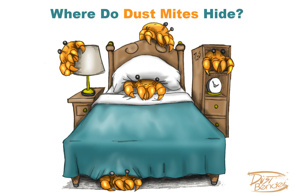 Where do Dust Mites Hide? Dust Bender
